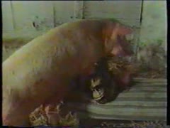 Horny MILF goes in the farm to have pig sex animal xxx